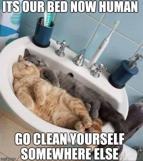 Cat in sink meme